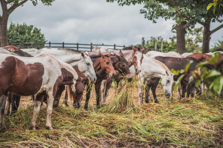 Cowboy for a Day tour
