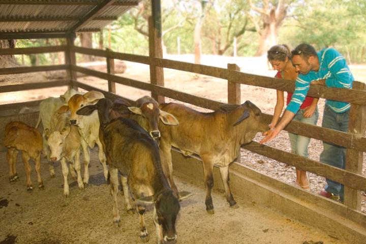 Cowboy for a Day tour