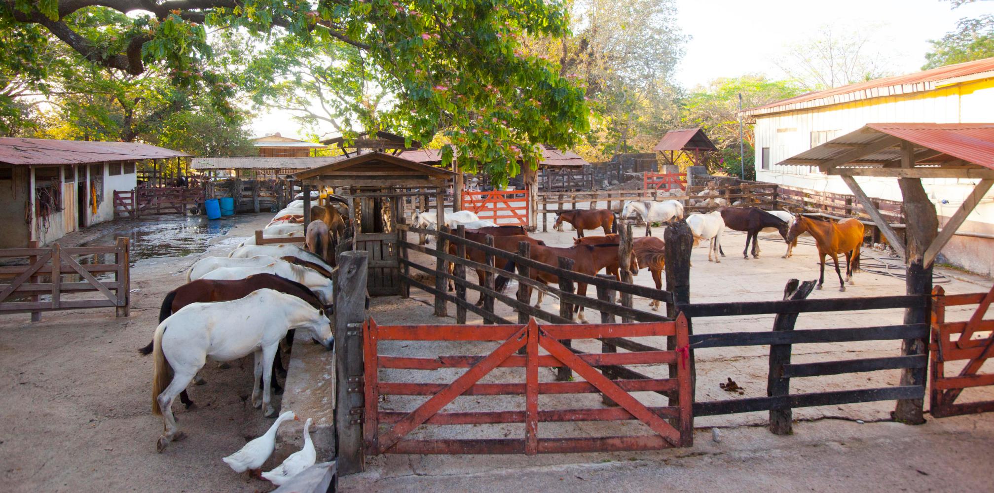 guanacaste-culture-at-hacienda-guachipelin
