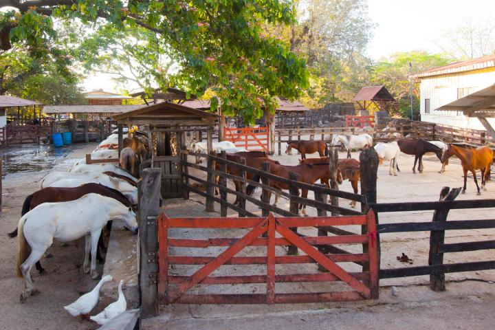 discover-guanacastes-cultural-roots-at-hacienda-guachipelin