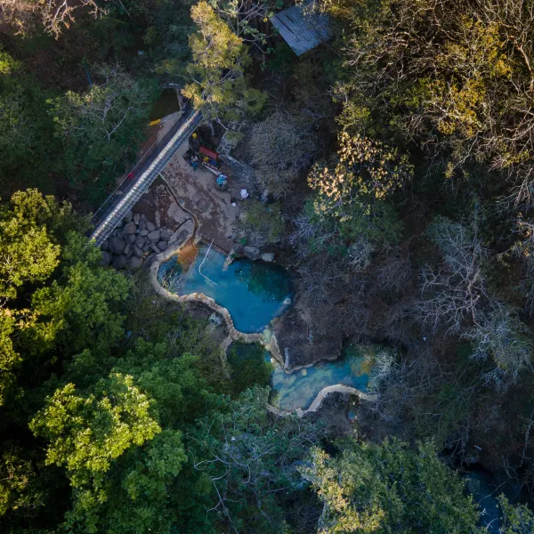 a close up of a tree