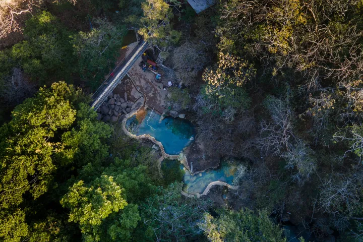 a close up of a tree