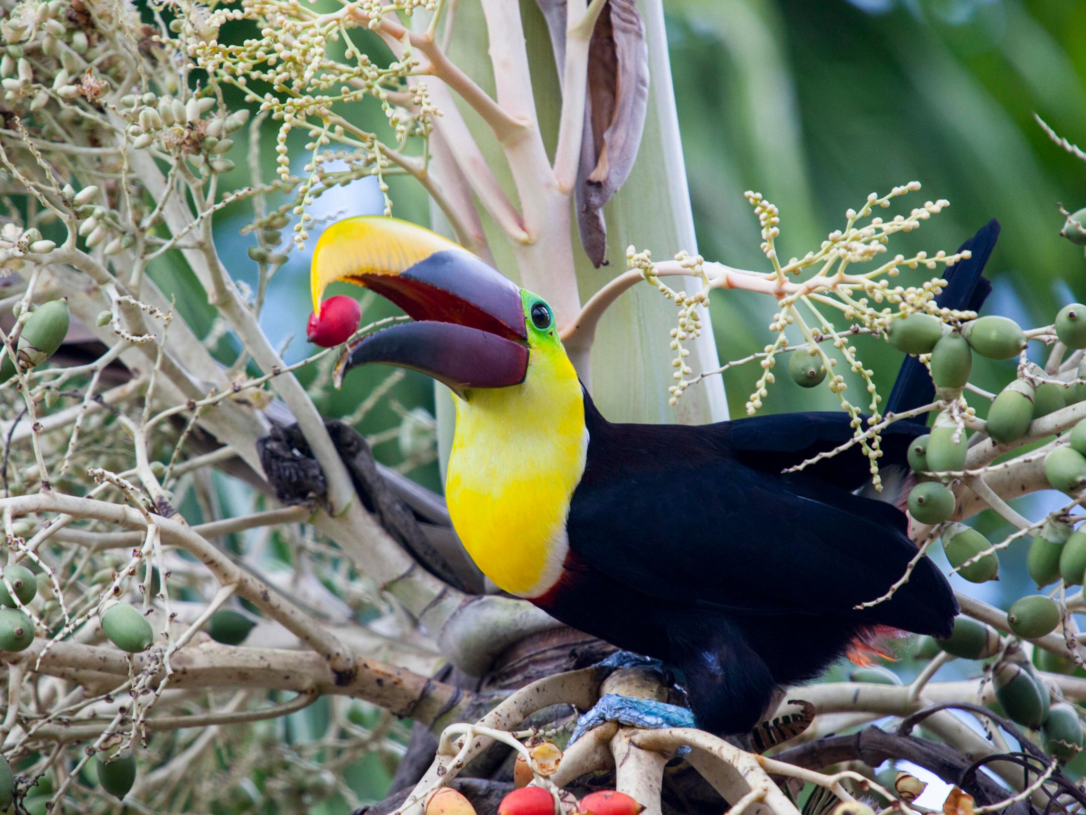 toucan at Rincon De La Vieja National Park