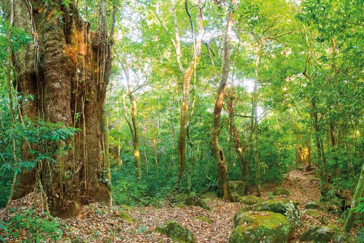 rincon de la vieja forest