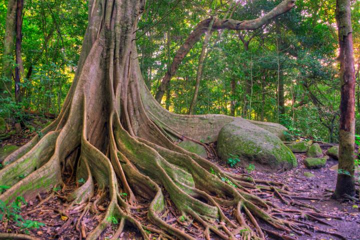 large tree at rincon de la vieja