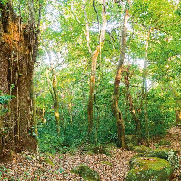 Rincon De La Vieja forest