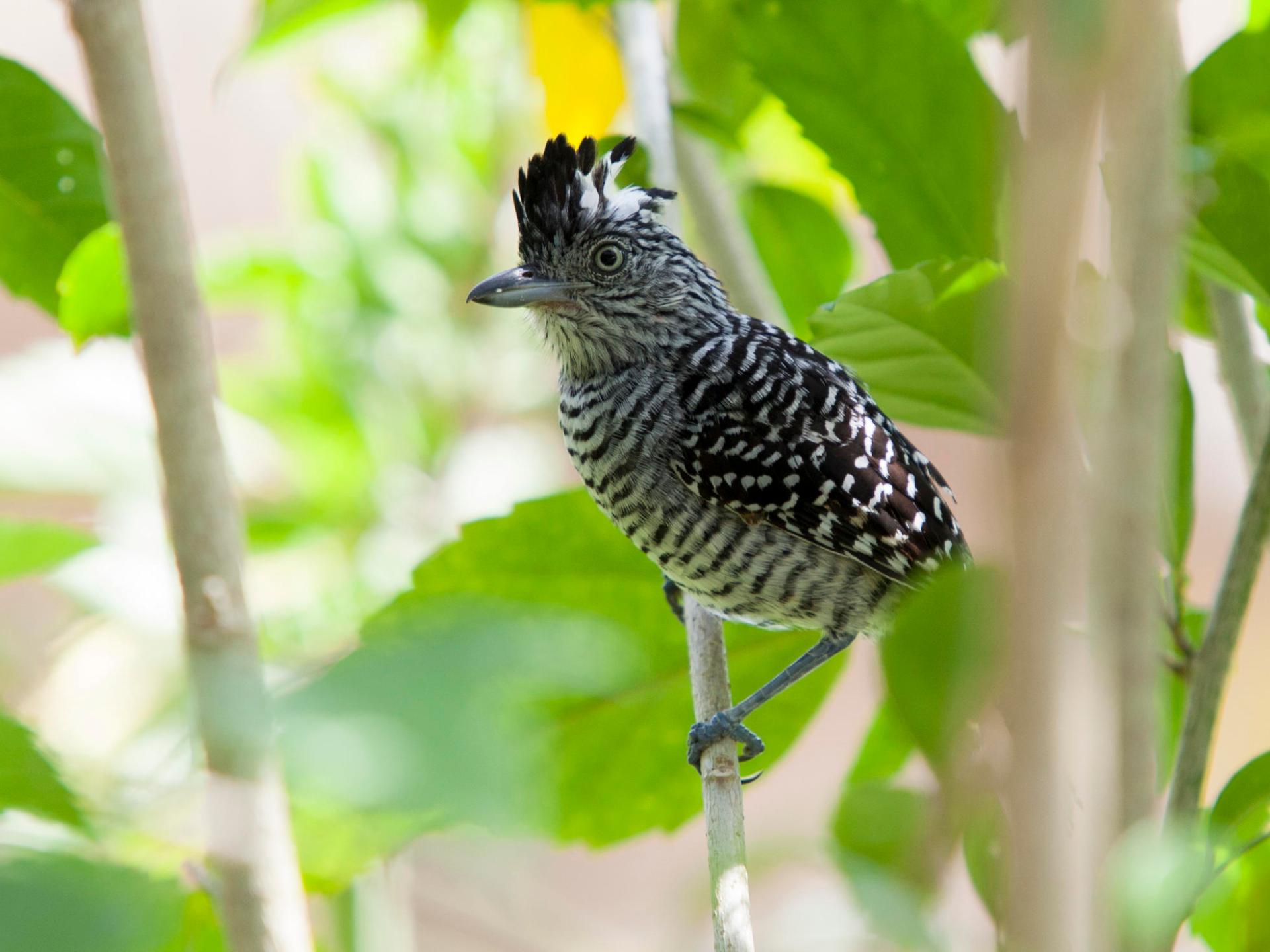bird on las pailas