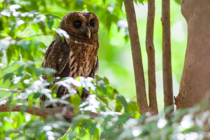 own on las pailas trail