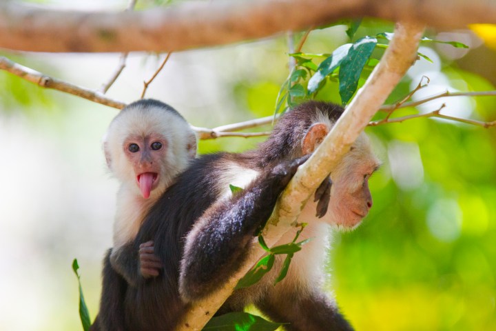monkeys in trees