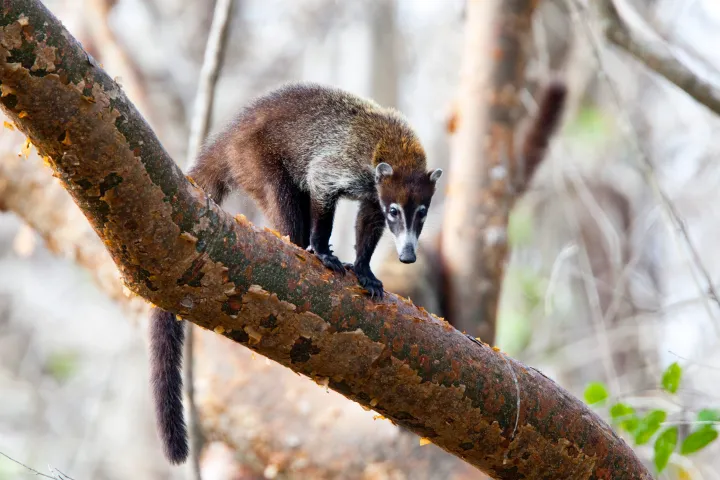 Dry-season-in-guanacaste-costa-rica-is-very-colorful