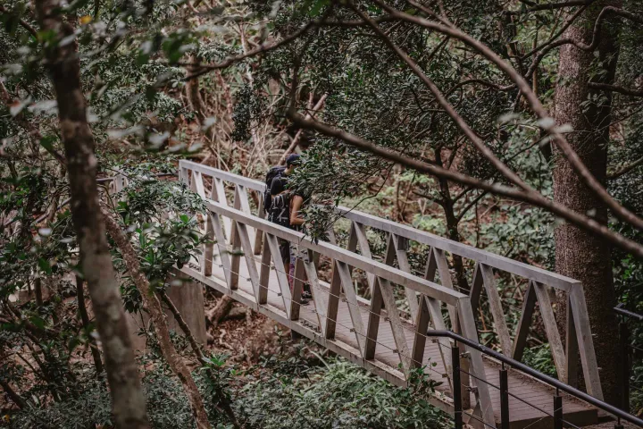 a tree next to a fence