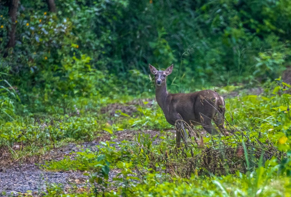 between-volcano-and-forest-discovering-guanacastes-dry-forest-at-hacienda-guachipelin