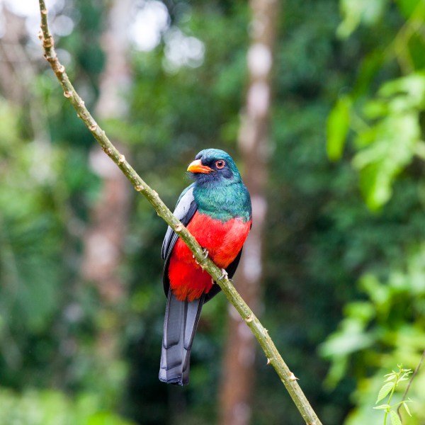 bird on las pailas trail