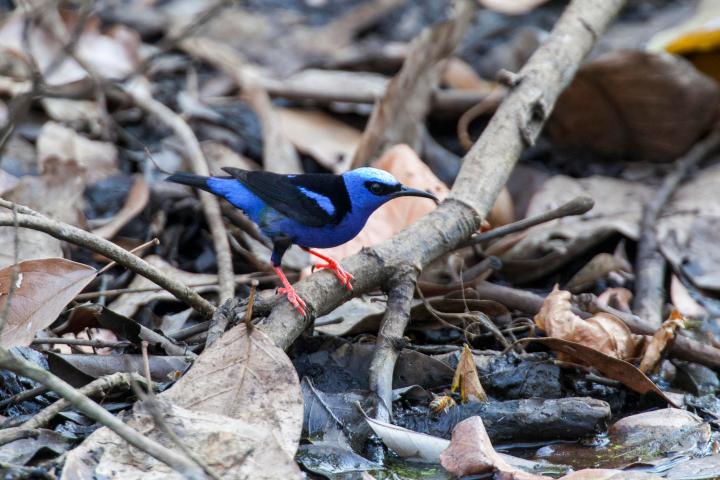 Private Full Day Bird Watching Tour