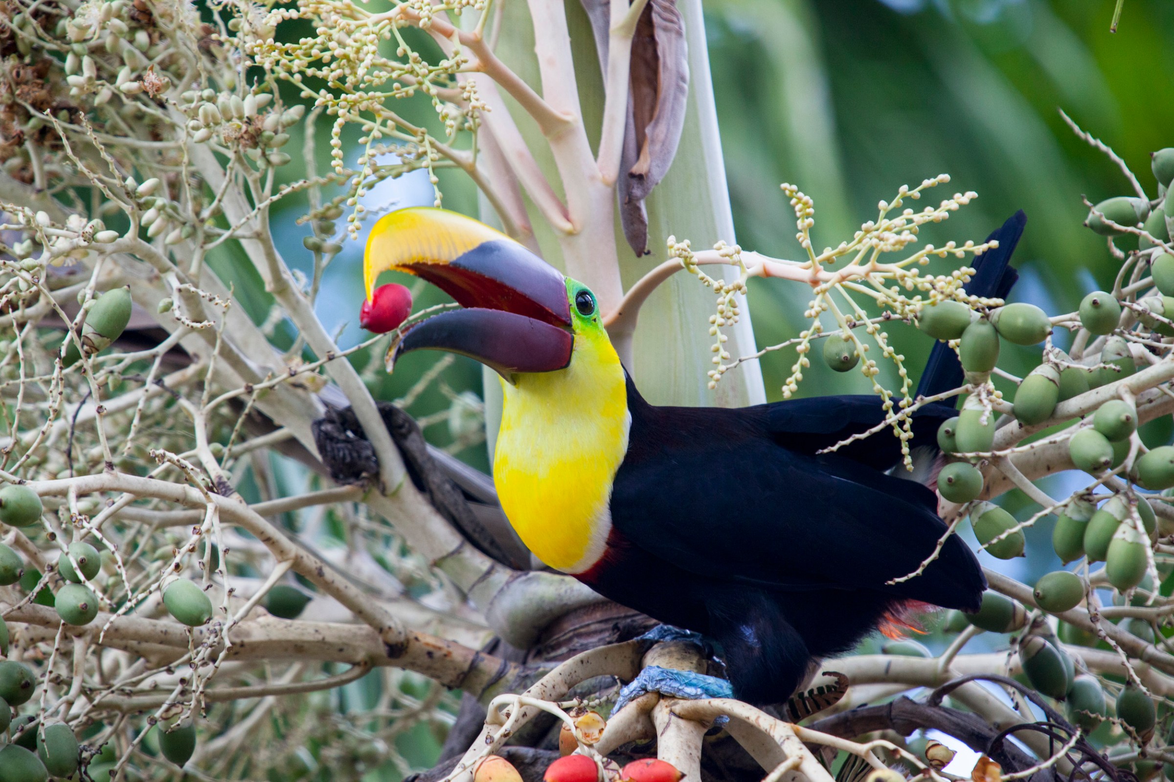 toucan eating berries
