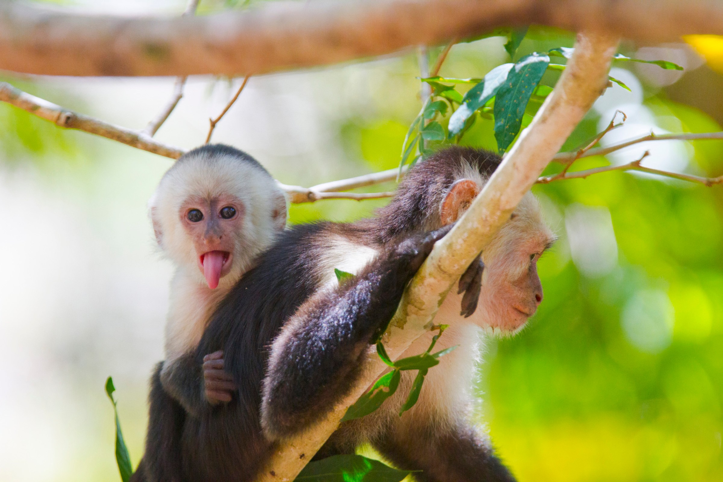 monkeys at Rincon de la Vieja