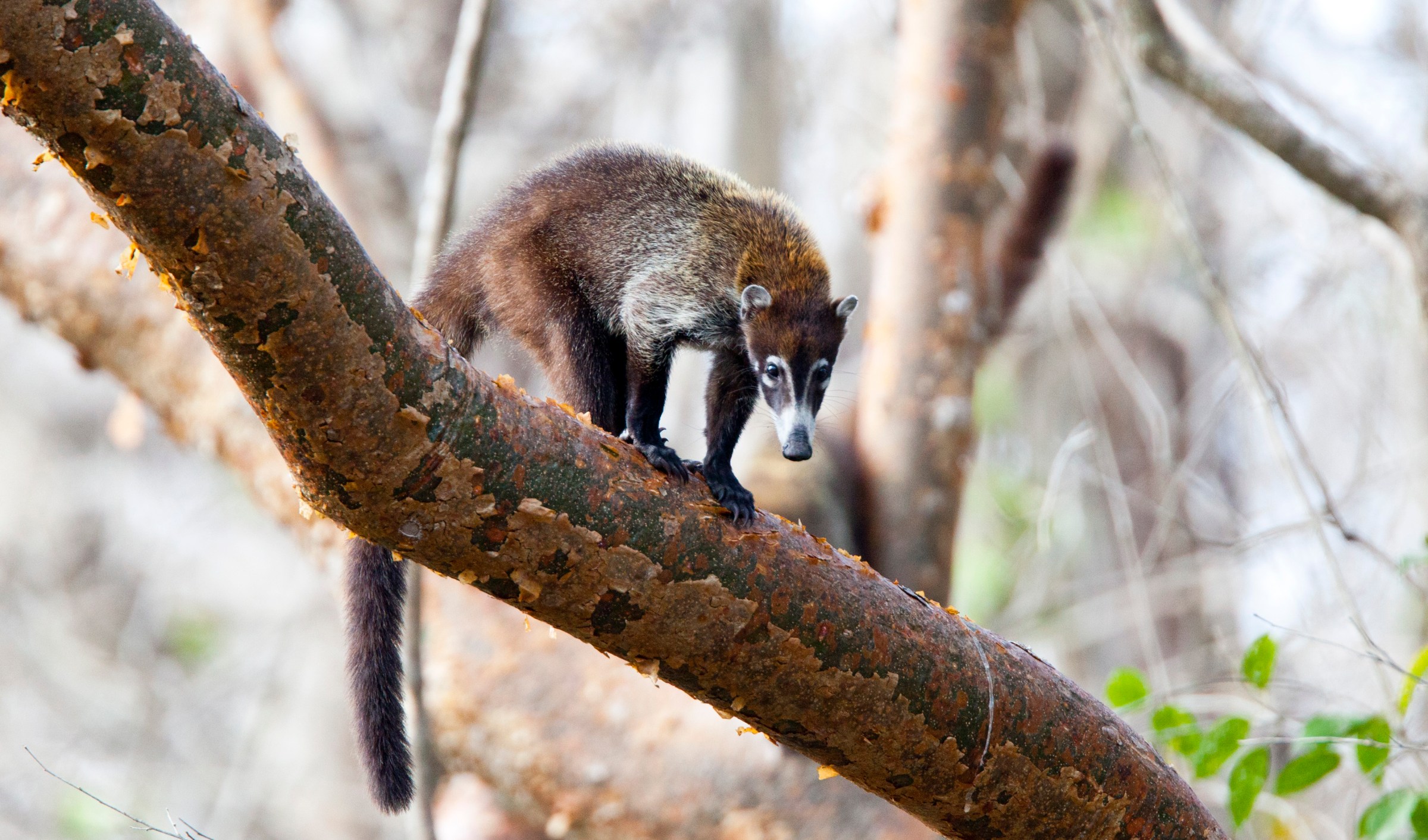 cute creature in Rincon de la Vieja