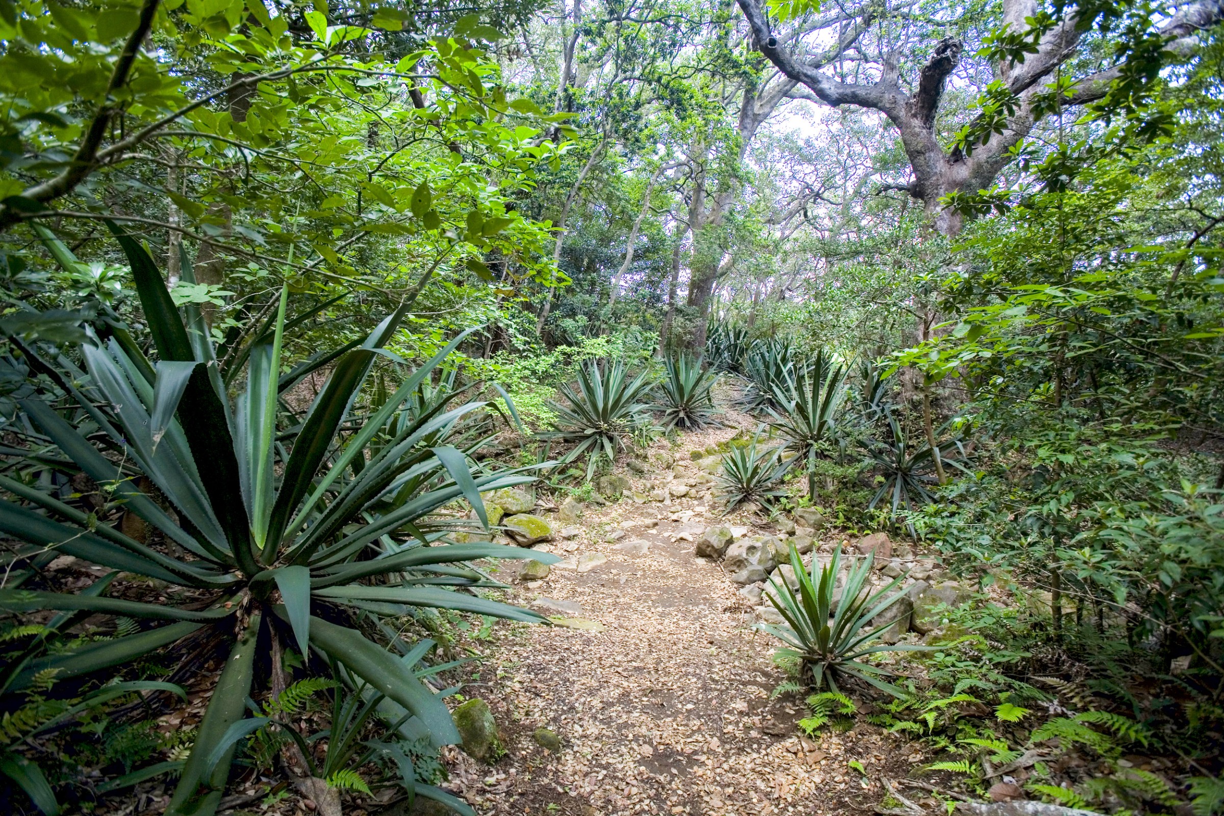 Rincon de la Vieja