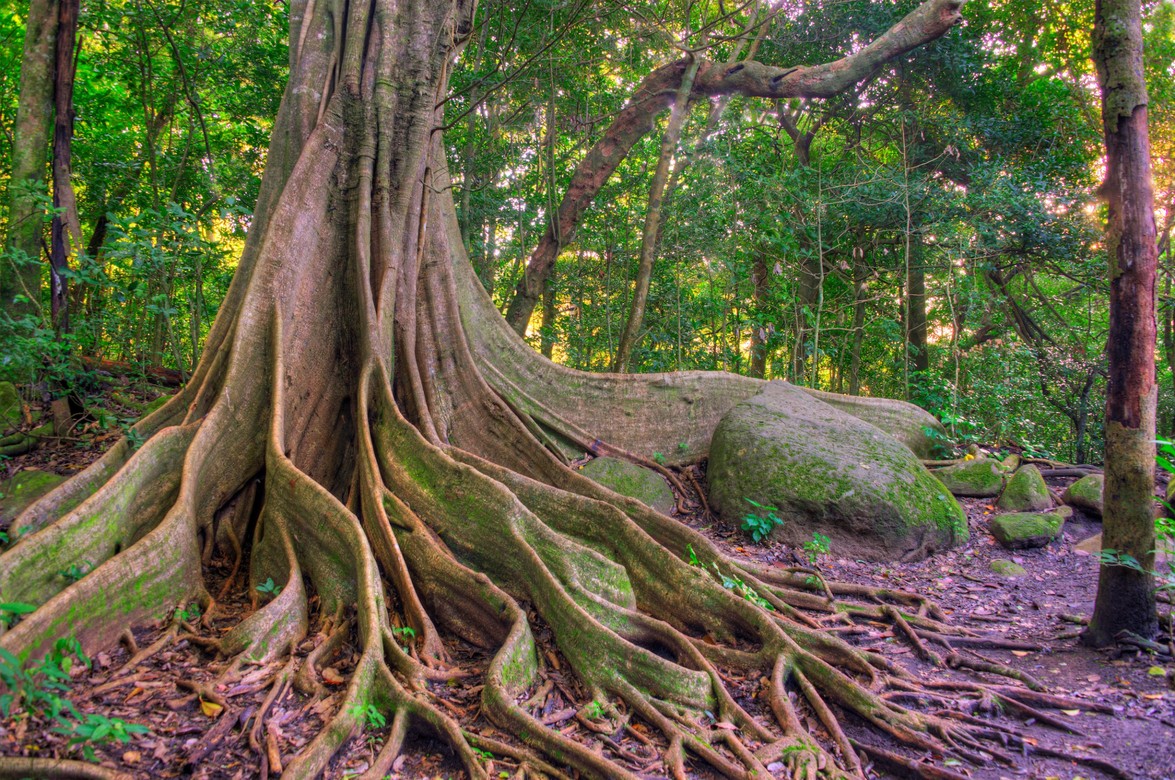 Rincon de la Vieja large tree