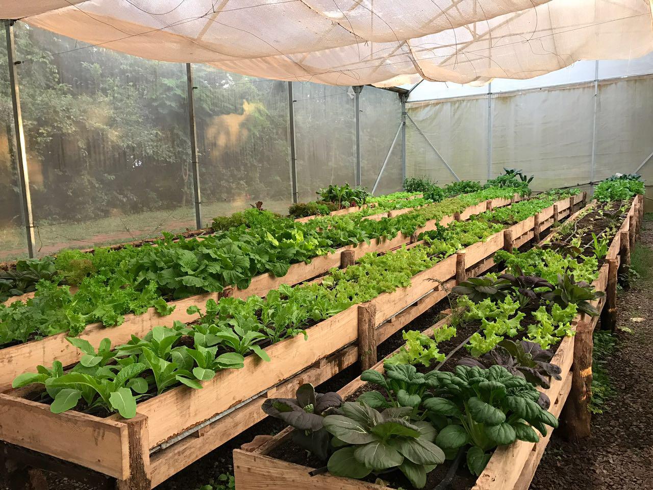 WhatsApp-Image-2019-09-03-at-11.57.33-AM hacienda greenhouse