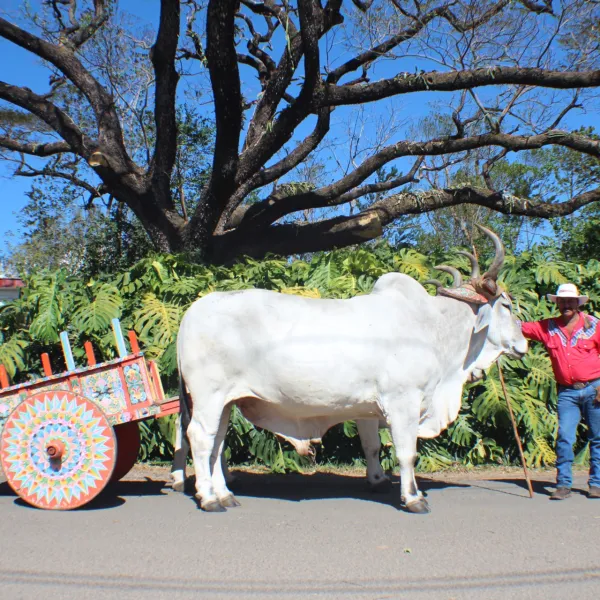 celebrating-the-annexation-of-nicoya-a-journey-through-history