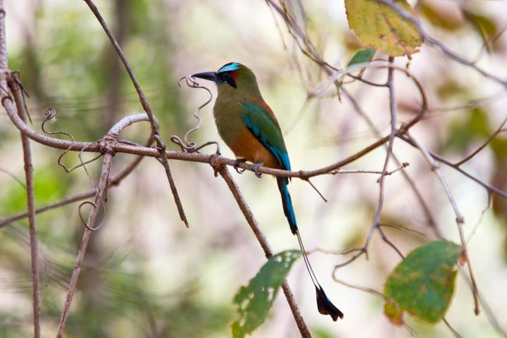 a small bird perched on a tree branch
