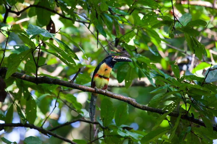 a small bird perched on a tree branch