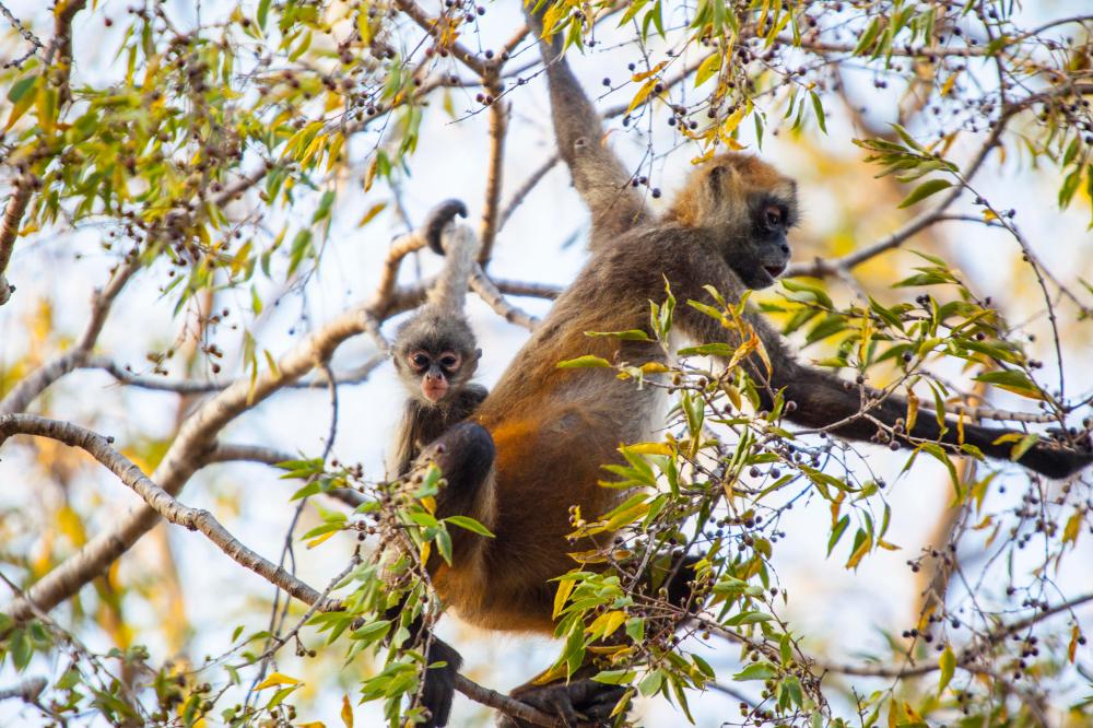 where-to-see-sloths-guanacaste-costa-rica