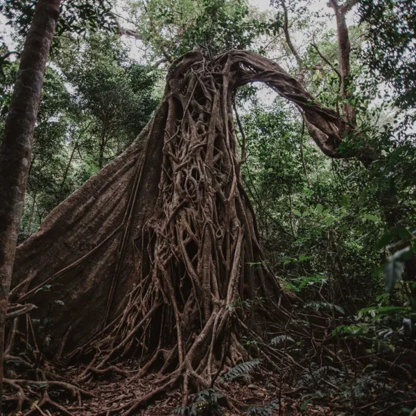 a giraffe standing next to a tree