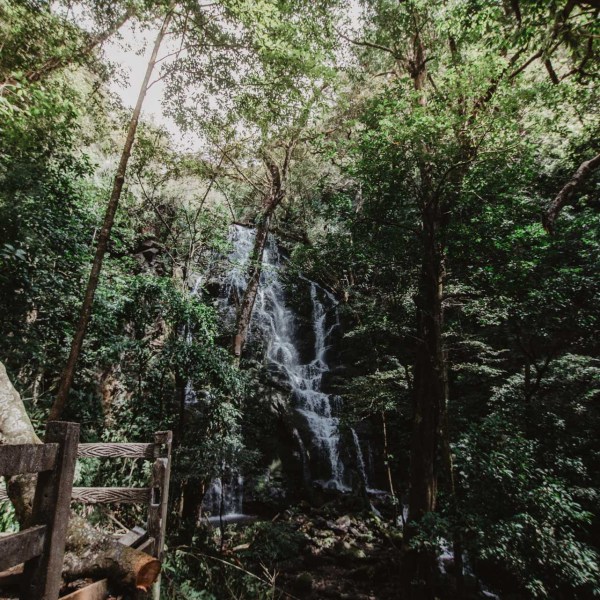 a large tree in a forest