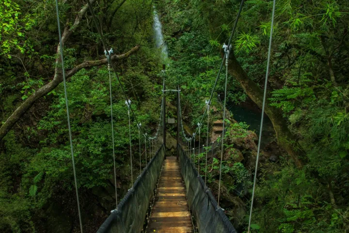 a close up of a bridge on top of a lush green forest
