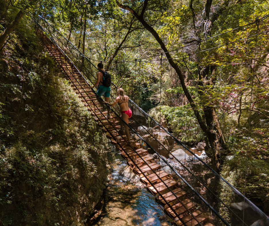 a bridge over a forest