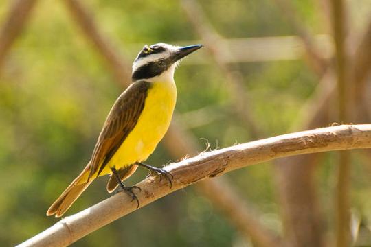 a small bird perched on a tree branch
