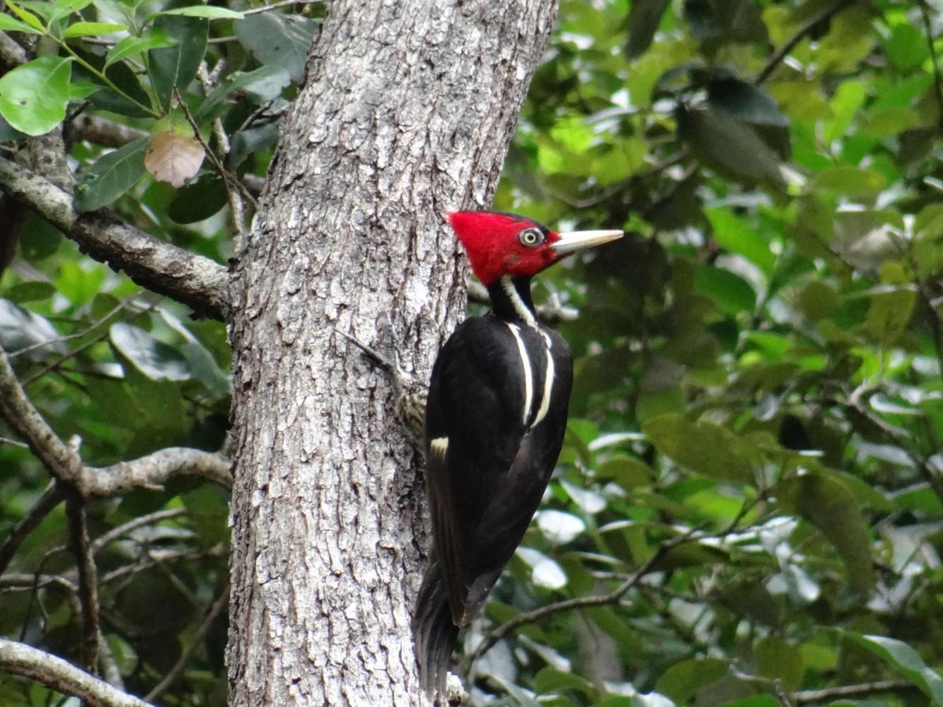 birdwatching-guanacaste-hacienda-guachipelin