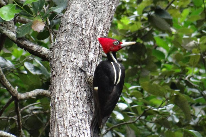 a bird perched on a tree branch