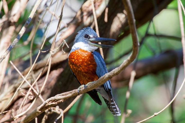 Natures-symphony-birdwatching-at-hacienda-guachipelin