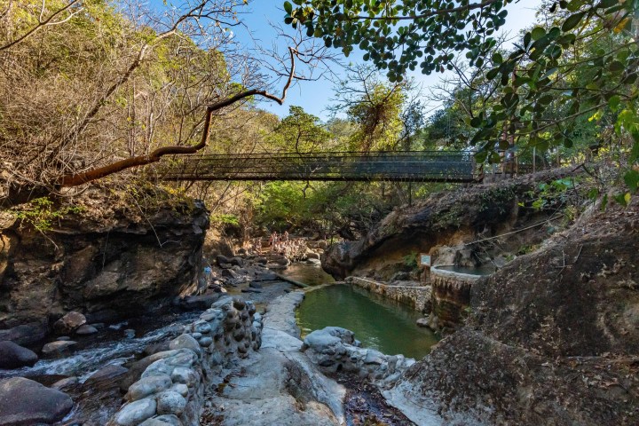 a tree next to a body of water