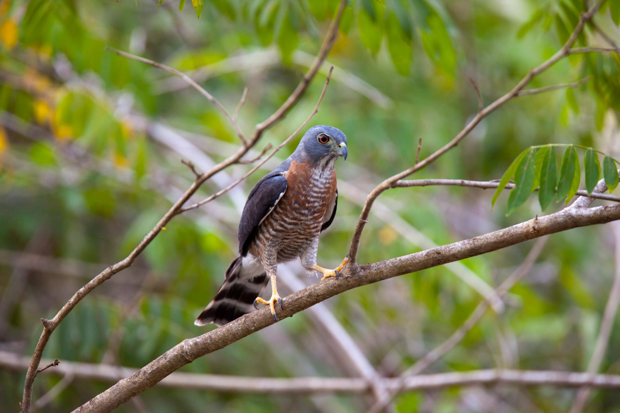 Natures-symphony-birdwatching-at-hacienda-guachipelin