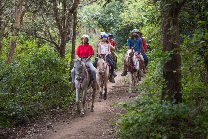 a person riding a horse in a forest