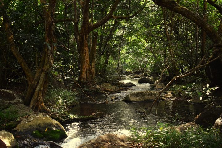a large waterfall next to a tree