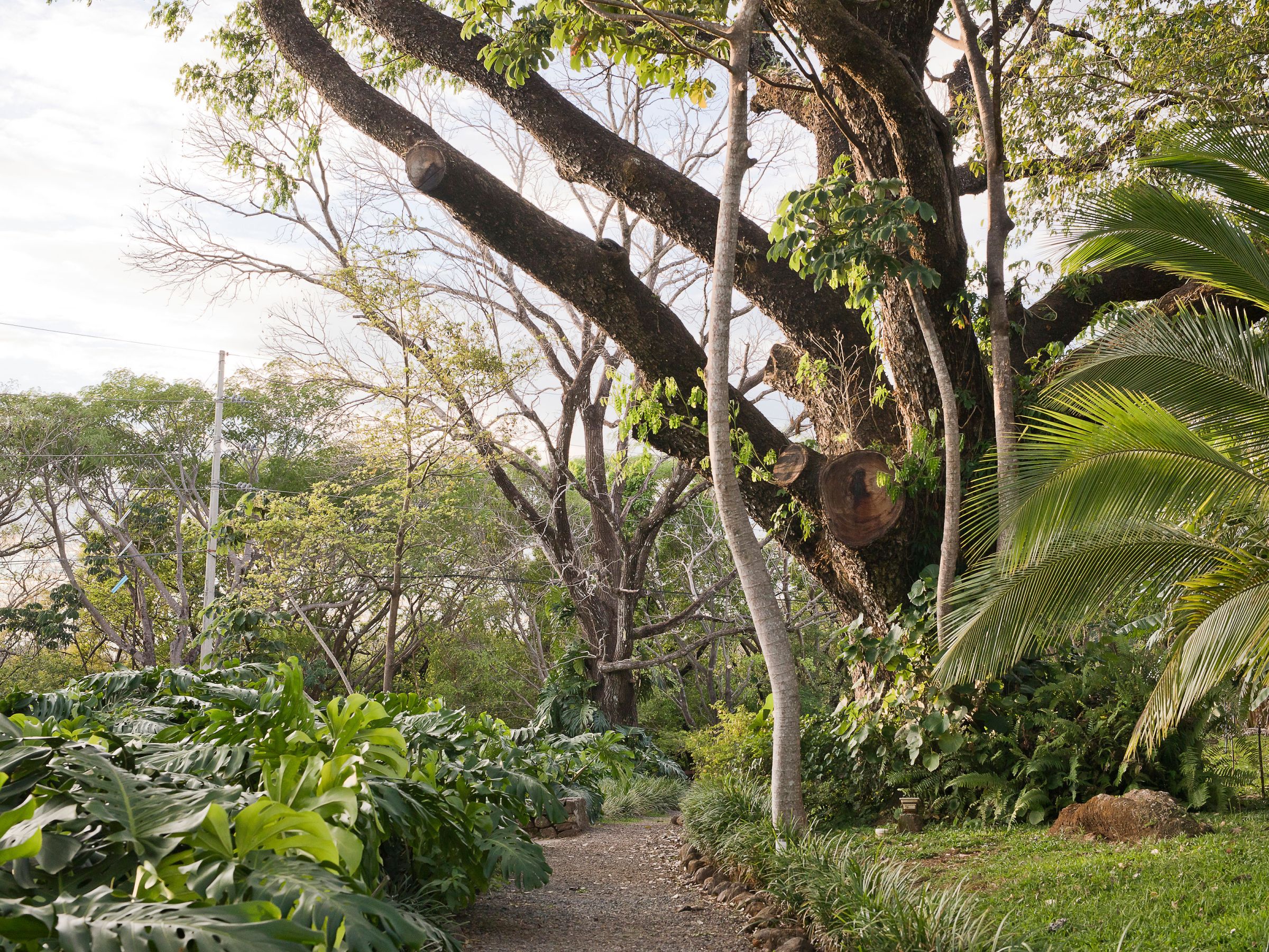 a close up of a tree