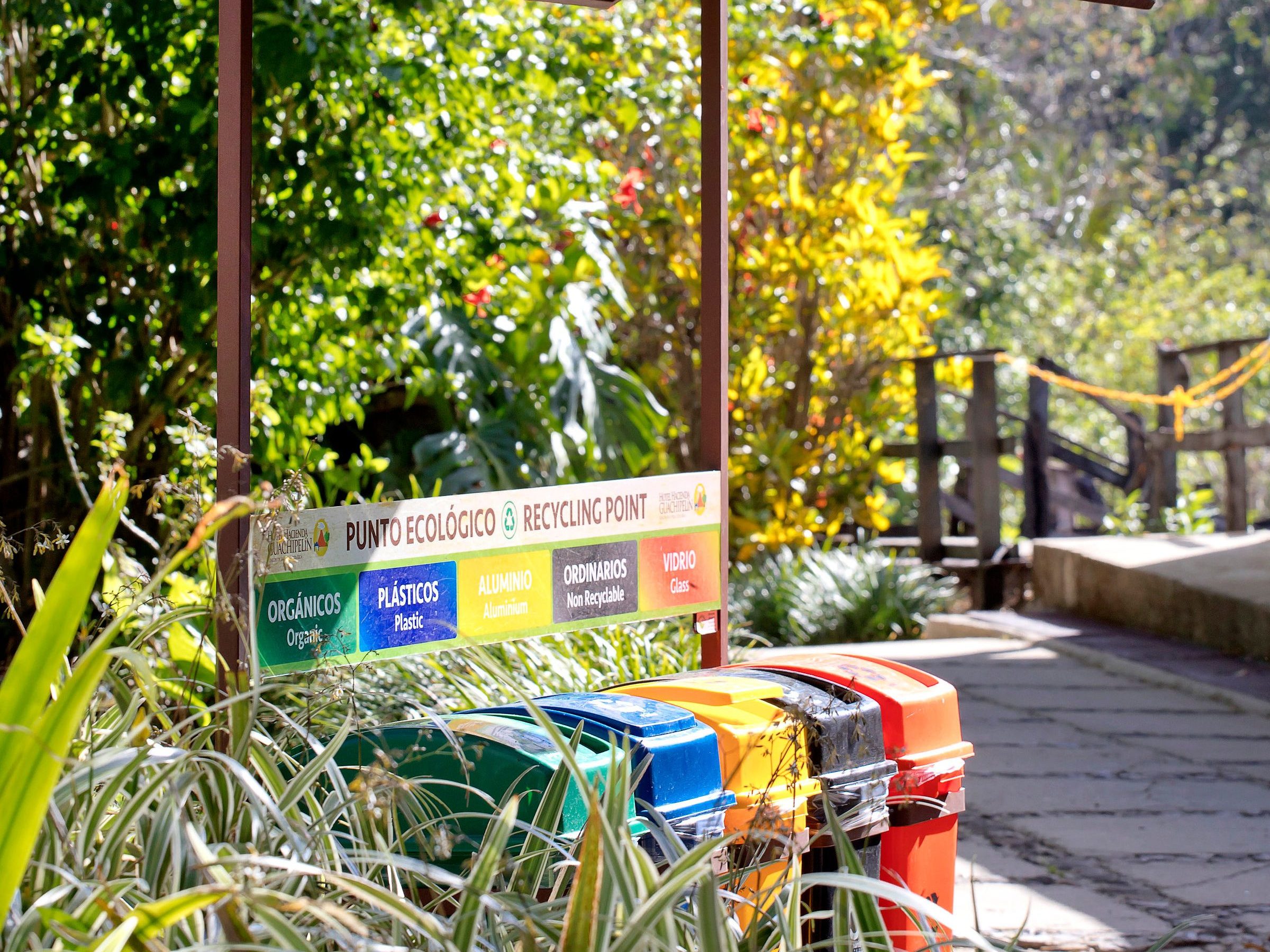 a group of bushes in a garden