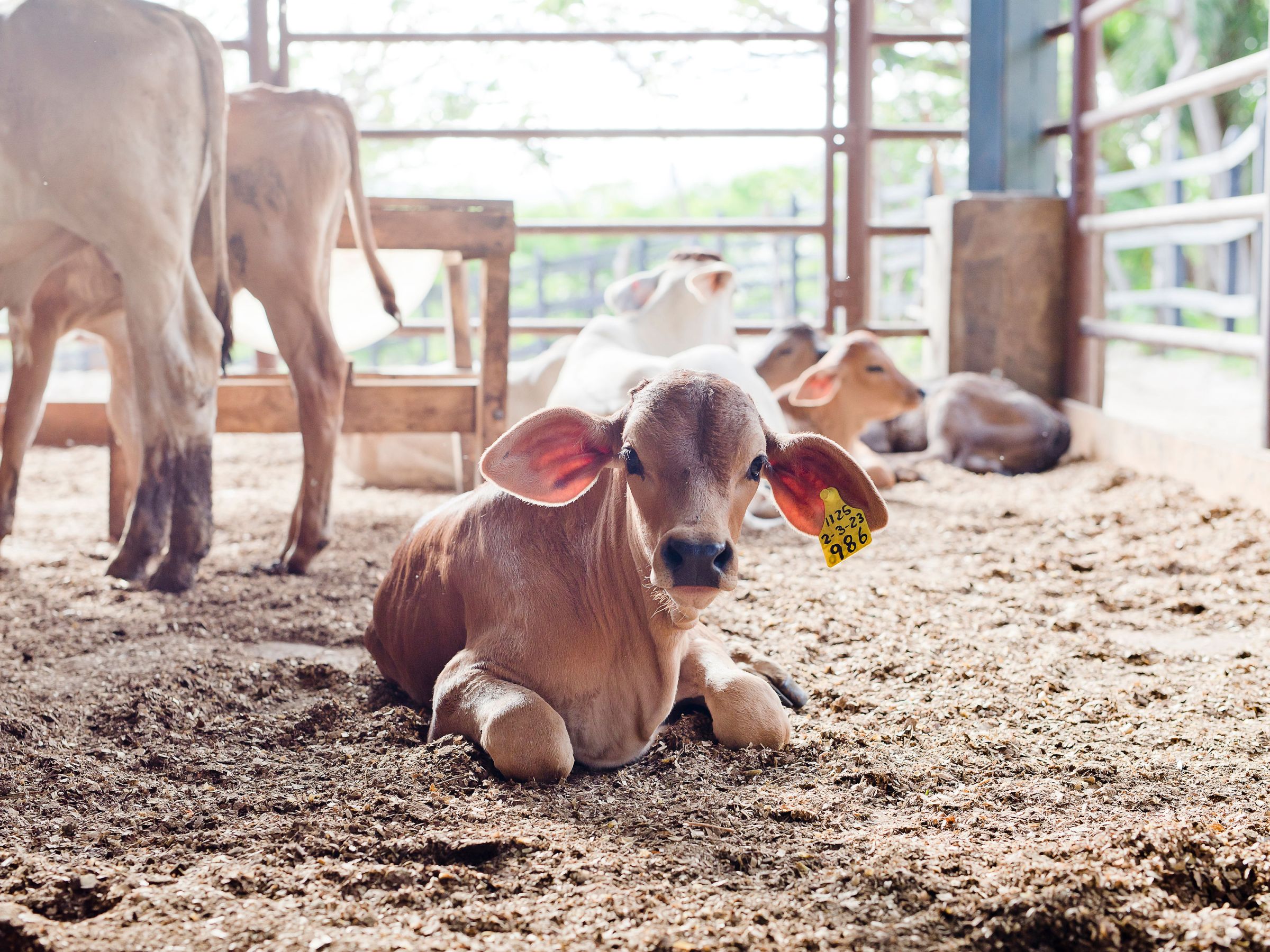 discover-guanacastes-cultural-roots-at-hacienda-guachipelin