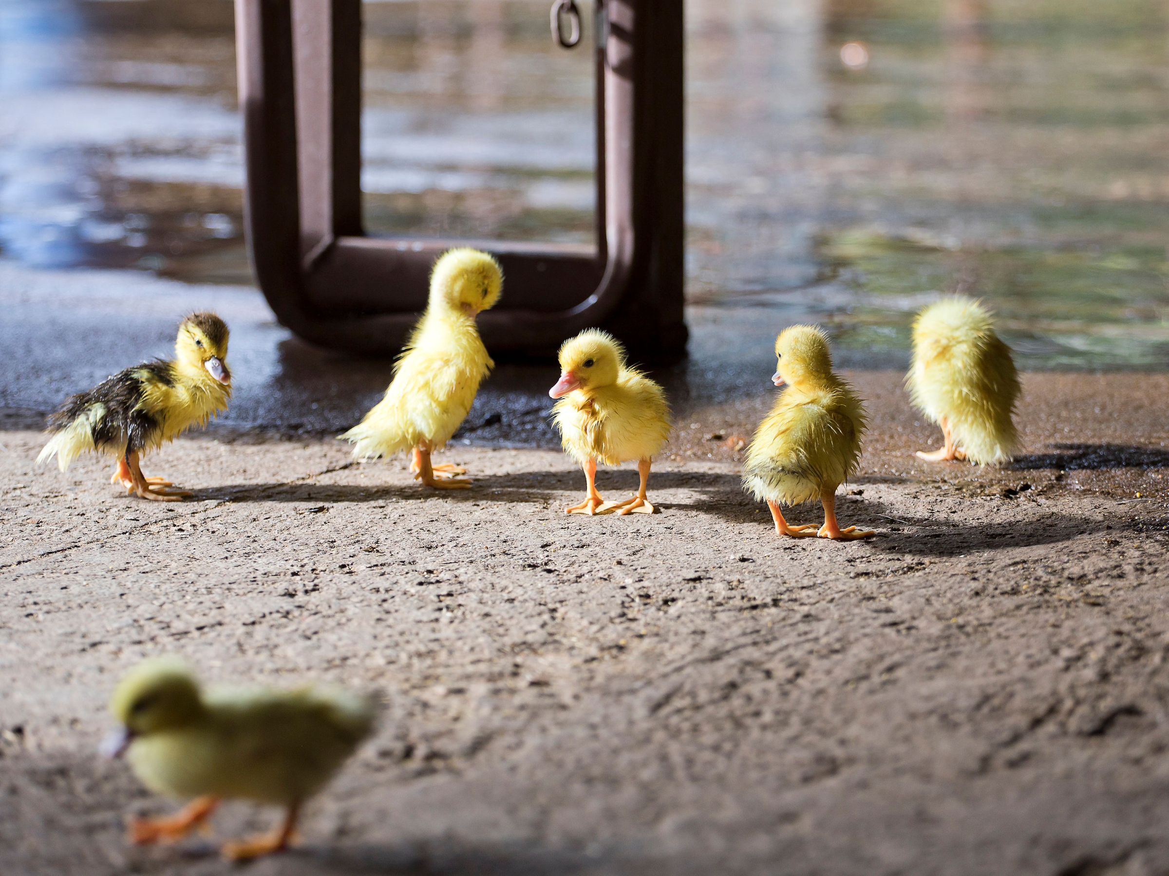 a flock of seagulls are standing in the rain