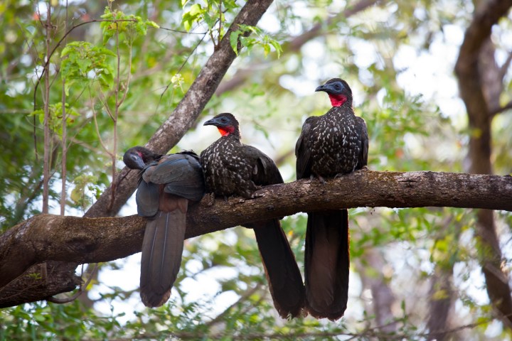 a colorful bird perched on a tree branch