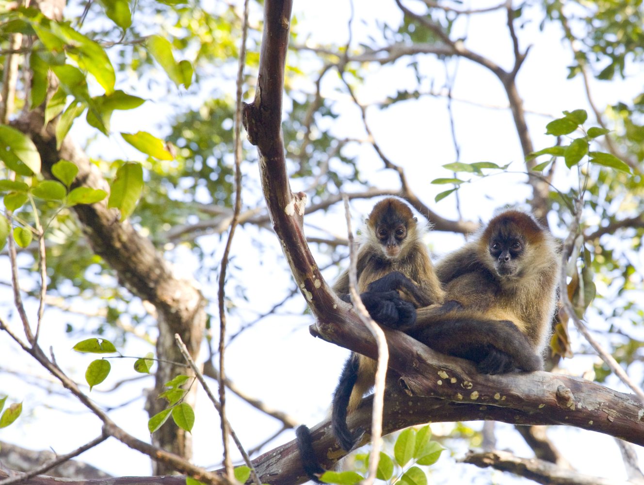 rincon-de-la-vieja-volcano-national-park-guide-costa-rica