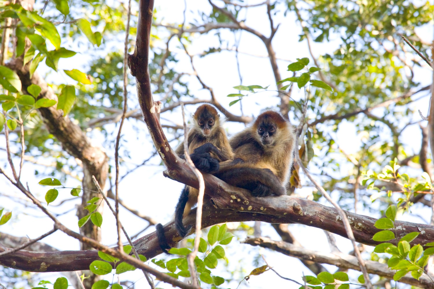 why-june-is-a-hidden-gem-for-visiting-rincon-de-la-vieja