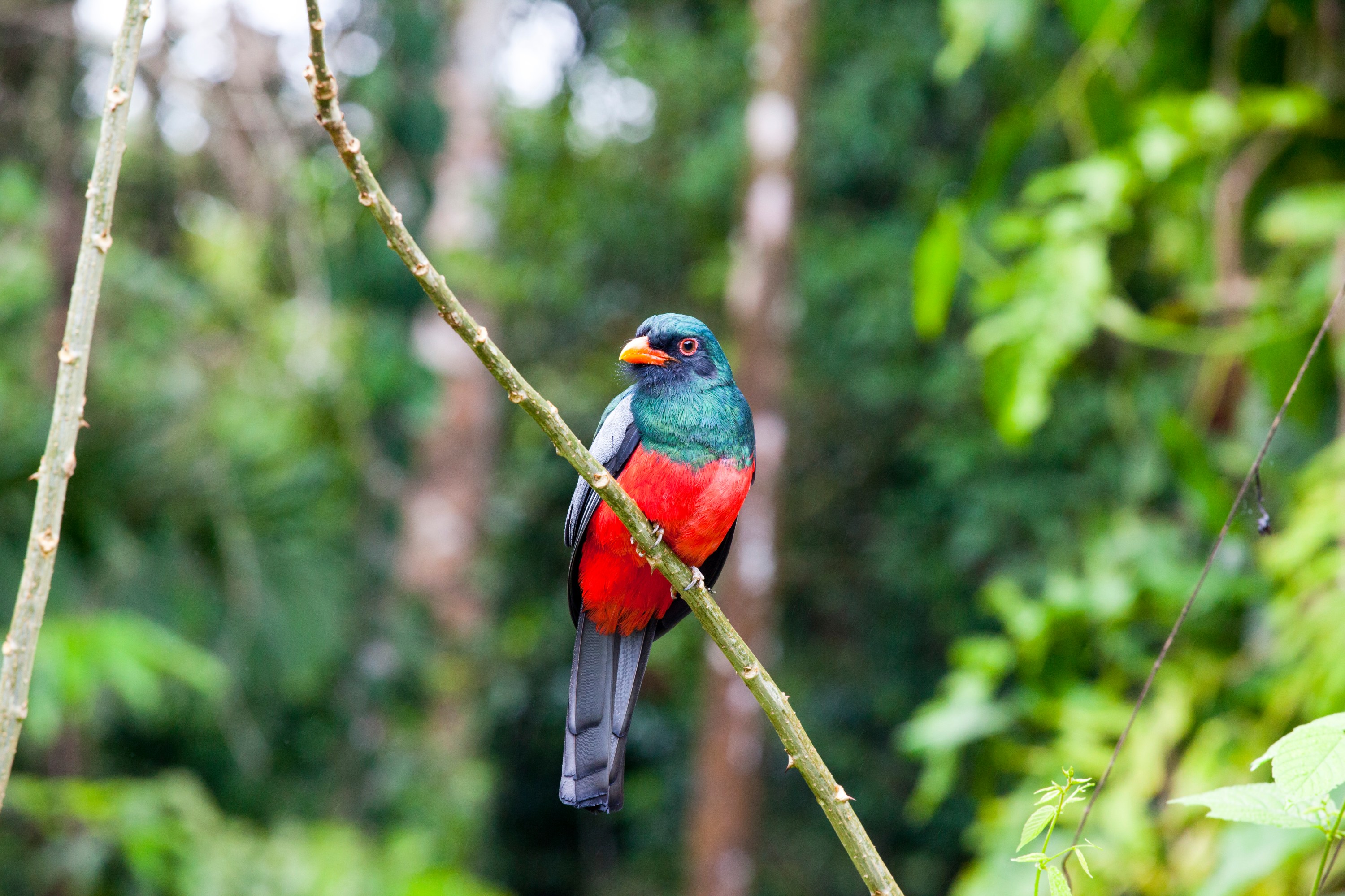 birdwatching-guanacaste-costa-rica-global-big-day