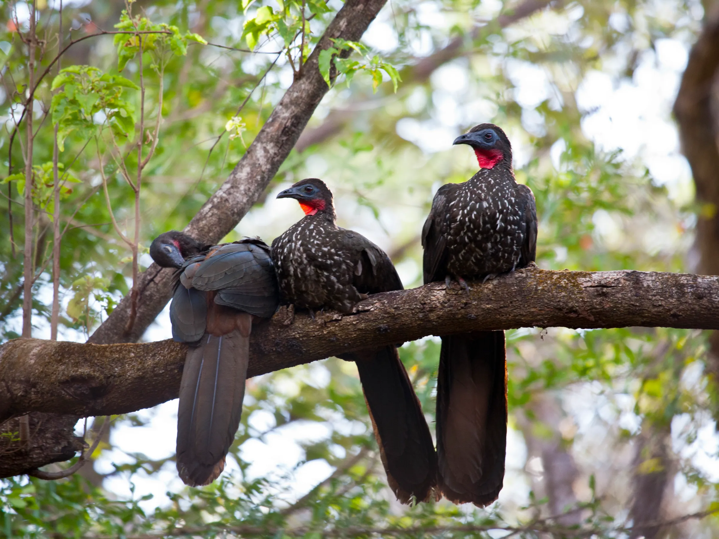 Three dark-feathered birds with red throats perched on a tree branch in a forest.
