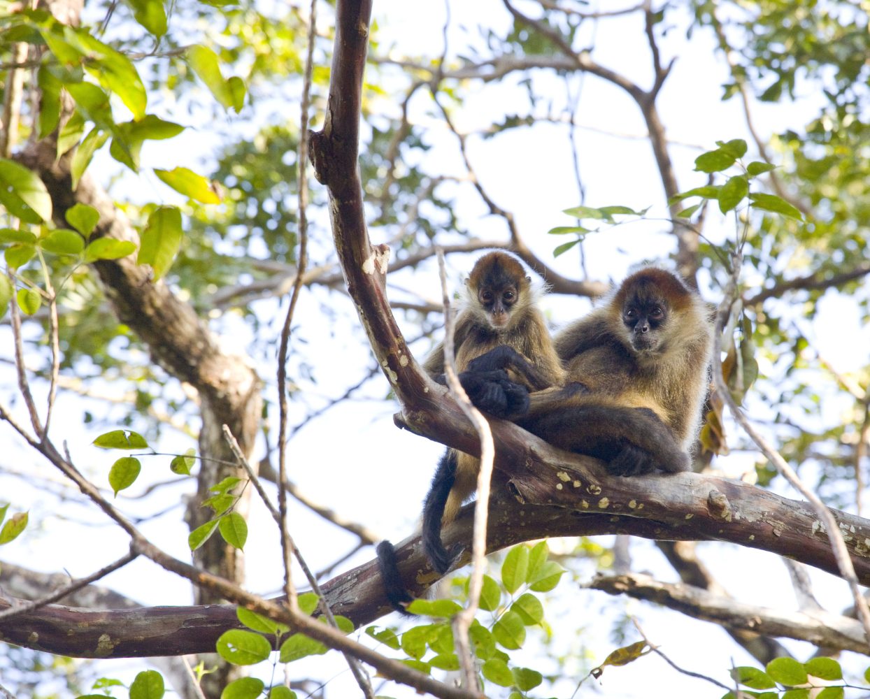 Two monkeys sitting on a tree branch surrounded by green leaves.